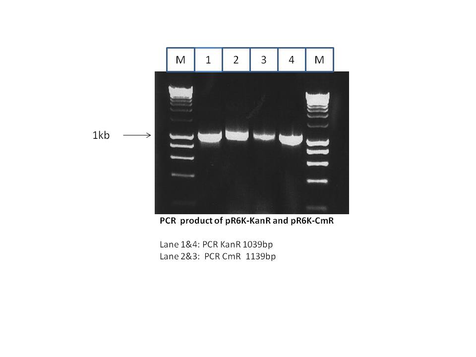 PCR product of pR6K-KanR.JPG