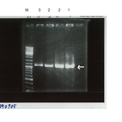 PCR090705.jpg