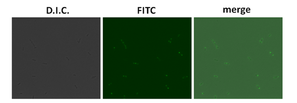 HKU-HKBU polar expression results E coli fluorescent.png