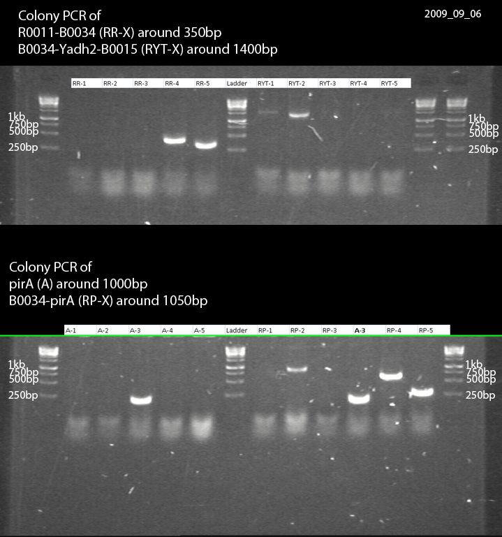 20090906-colonypcr gel3 40-labelled.jpg