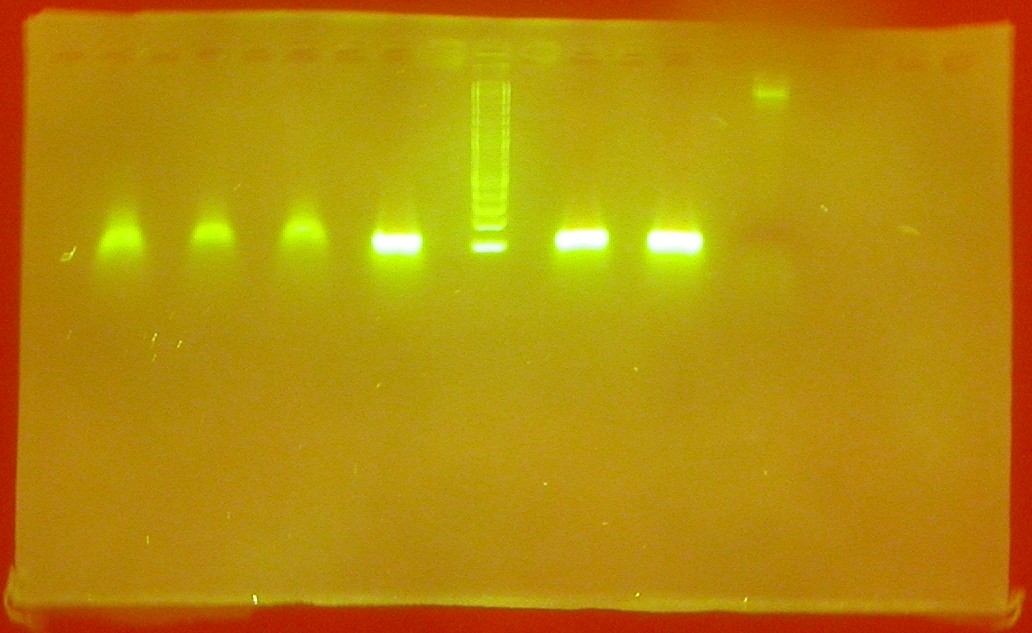 10 09 PCR.JPG