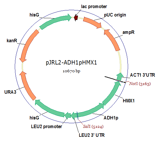 HMX1 plasmid.png