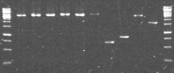 Colony pcr 091015.png