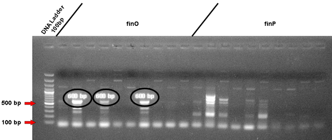 PCRminipreps2309 bbfinO bbfinP.jpg