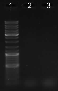 2009.04.21 - PCR hly opisany.jpg