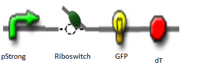 Theophylline Induced GFP2.png