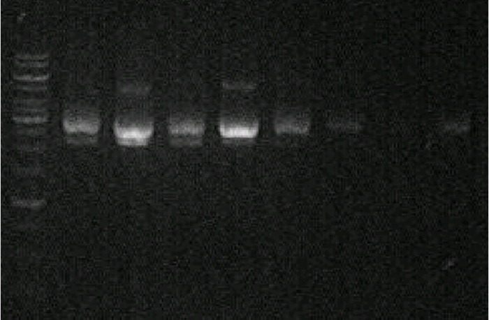 cosmid-DNA