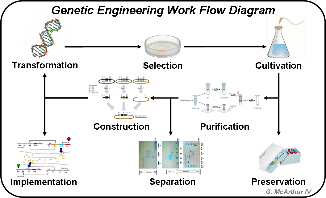 Genetic engineering work flow