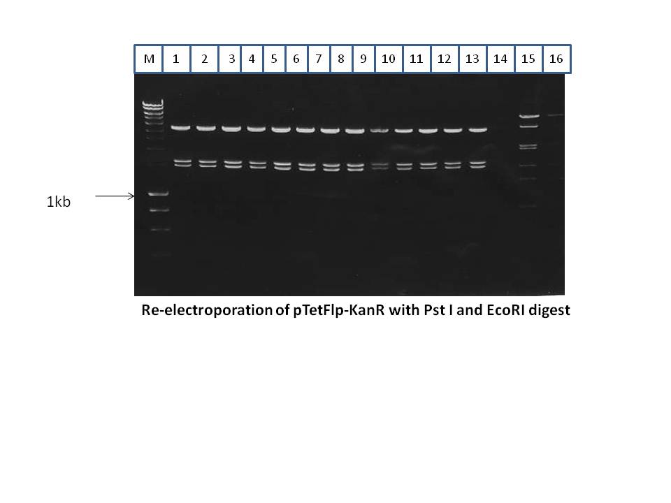 Re-electroporation of pTetFlp-KanR with Pst I and EcoRI digest.JPG