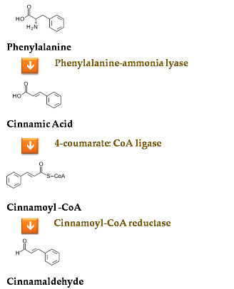 Cinnamaldehyde Synthesis Pathway‎