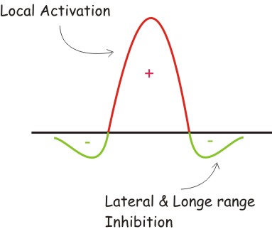 Local activation & long range inhibition