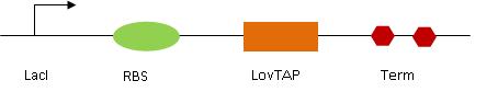 LovTAP design