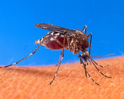 180px-Aedes aegypti biting human.jpg