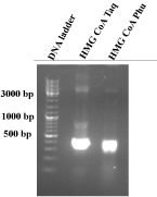 Figure ??: 1% agarose gel electrophoresis of the PCR products of HMG CoA synthase promoter. The HMG CoA synthase promoter PCR products were analysed by agarose gel electrophoresis. Two reaction mixtures were used; one with Taq polymerase and the other one with Phu polymerase. Additionally, a DNA ladder (100 - 10000 bp; Fermentas DNA Ladder Mix) is added into the gel for the validation of the DNA product length. The resulting HMG CoA synthase inserts should be 363 bp long. All bands have the right length and could be used for cloning.