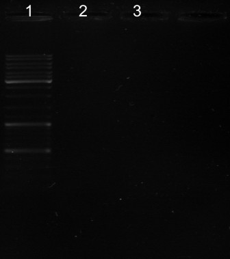 2009.04.23 - PCR inwazyna opisany.jpg
