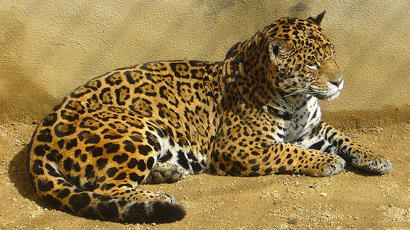 800px-Amur leopard01 960.jpg