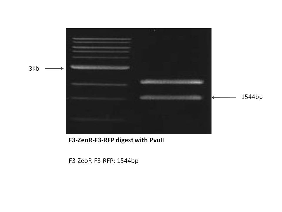 F3-ZeoR-F3-RFP digest with PvuII.JPG