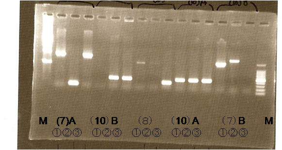 Kyoto 0910 PCR.png