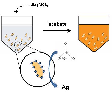 Ag4 peptide illustration.jpg