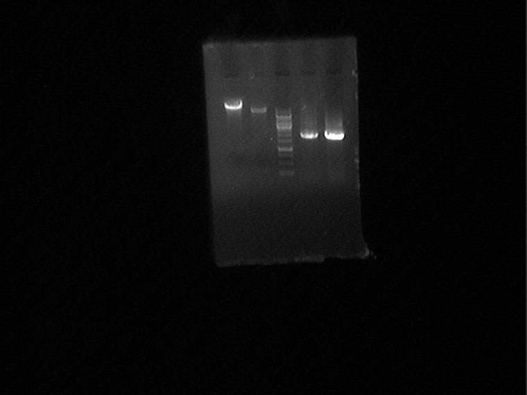 cosmid-OP-PCRid