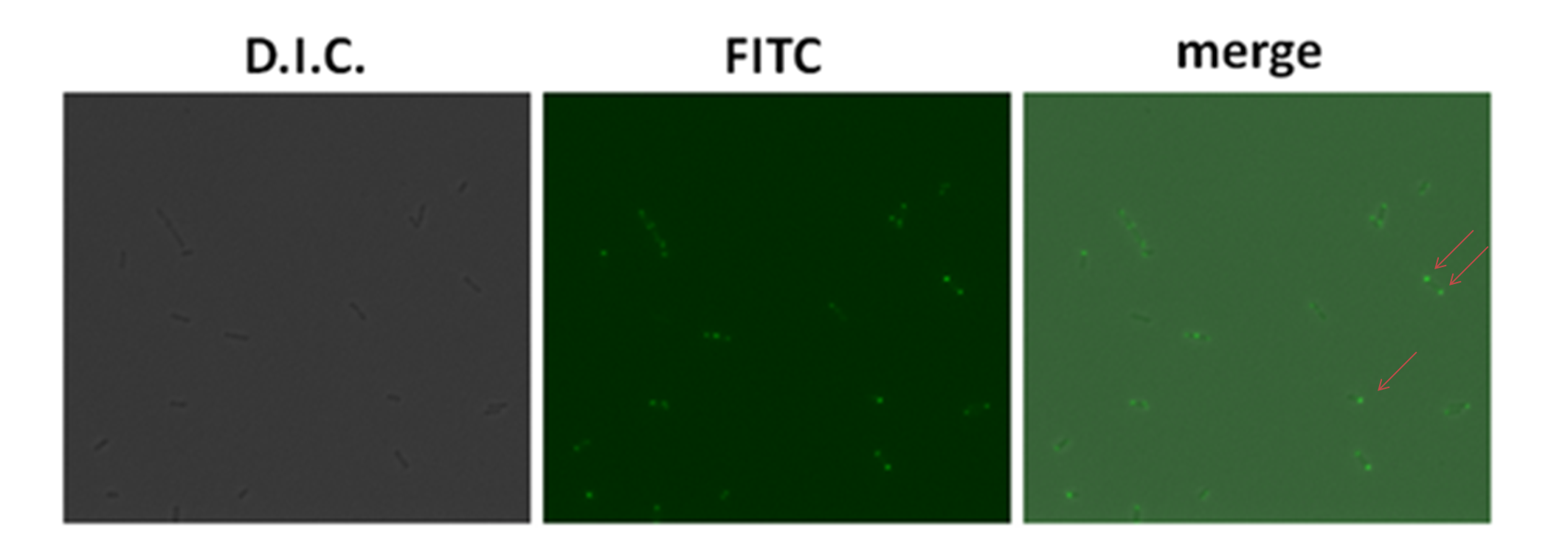 HKU-HKBU polar expression results E coli fluorescent3.png