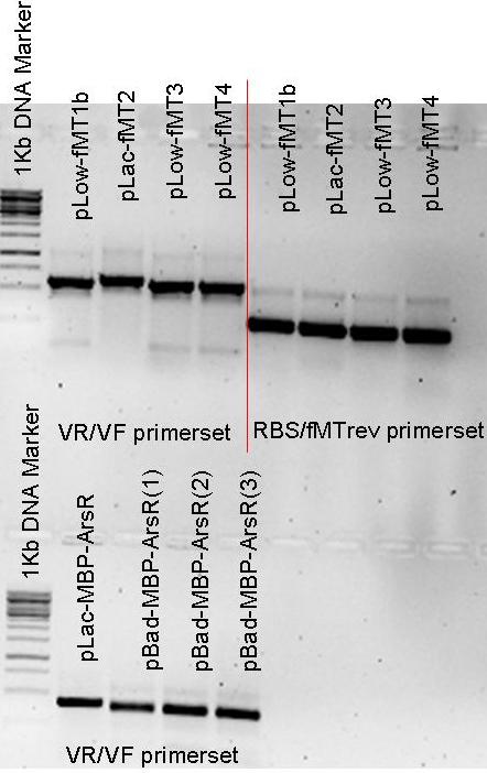 FMT & MBP-ArsR colony PCR to check presence inducible promotors - 27august2009.JPG