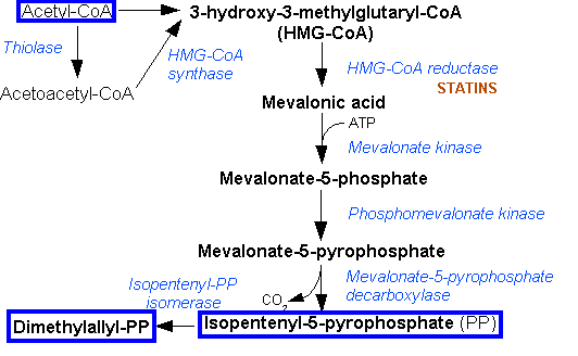 Cam09 Mevalonate pathway.png