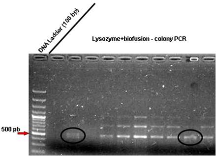 Lisozyme-biofusion-PCR.jpg