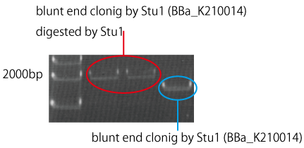Length check blunt end clonig by Stu1 (BBa K210014).png