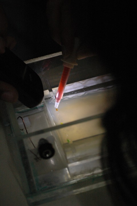 Our 25$ DIY Gel Electrophoresis Machine in Action