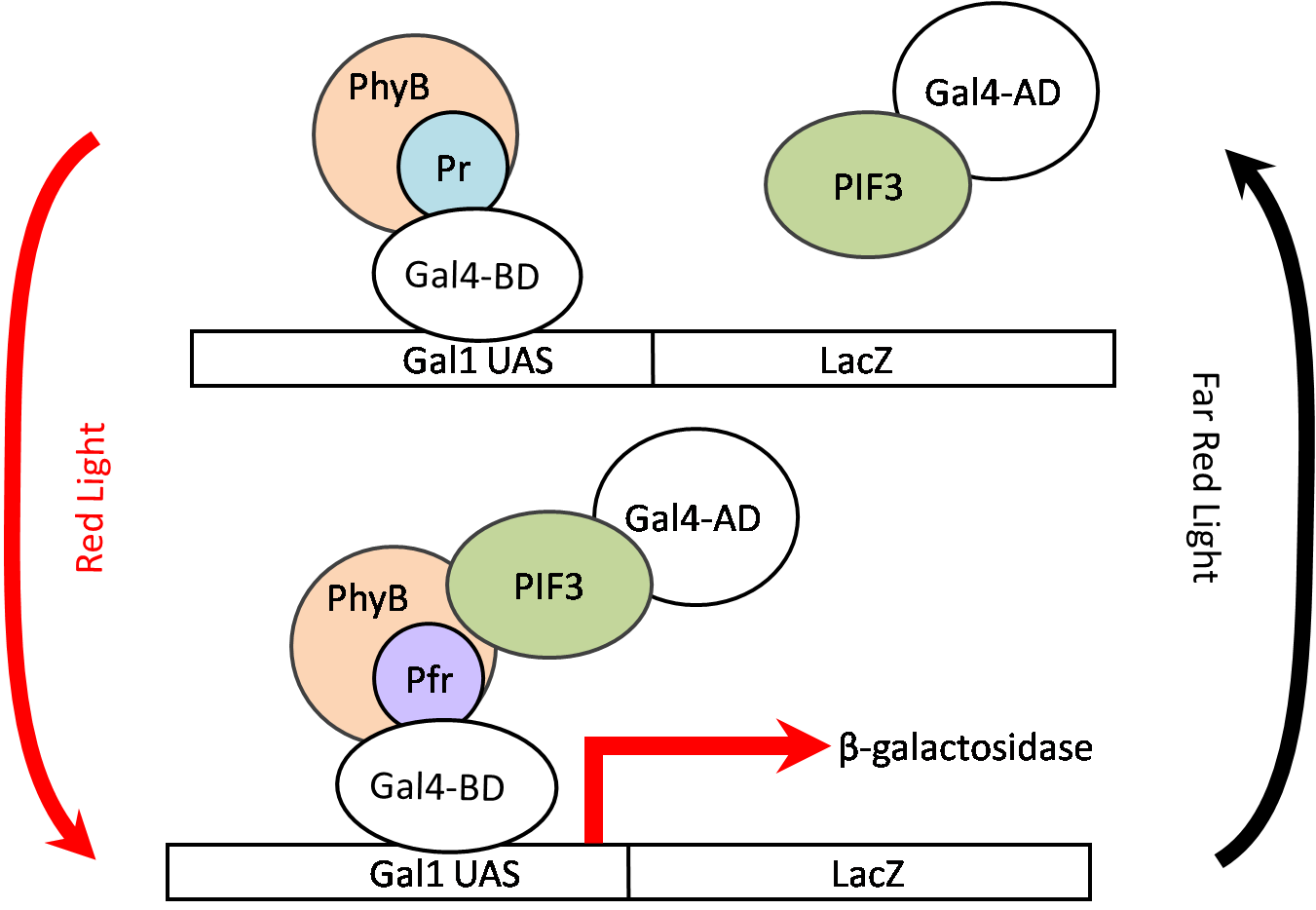PhyB PIF3 LacZ Expression.png