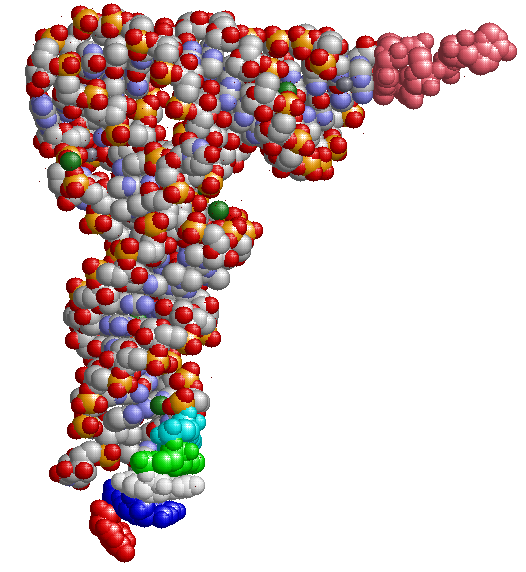 5-Base tRNA