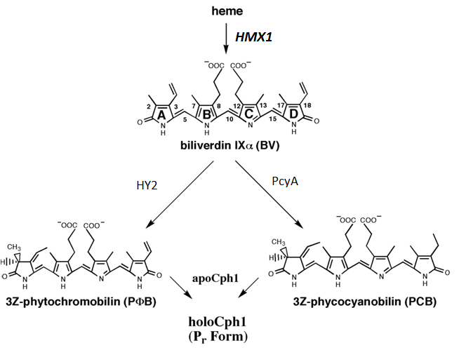 PCB Biosynthesis Pathway.png