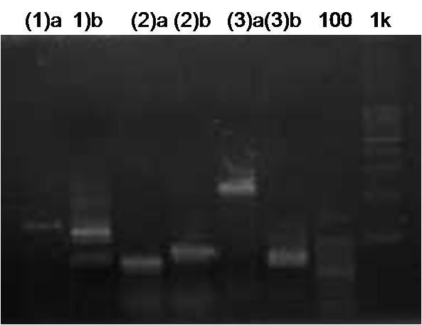 Kyoto 0914 PCR 2.png