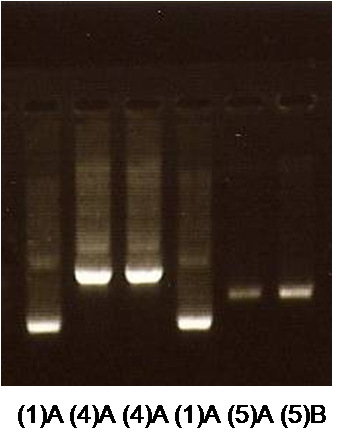 Kyoto 0907 PCR.png