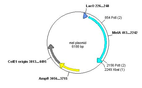 Mel plasmid circular.JPG