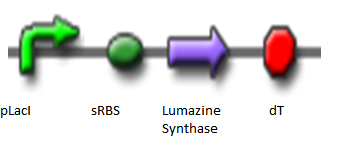 Lumazine Synthase3.png