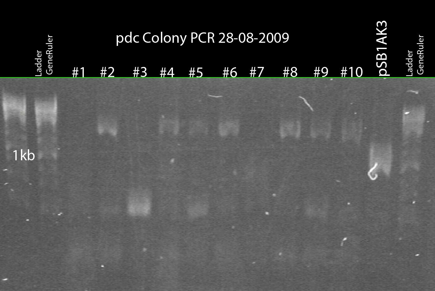 20090828 colonypcr-labelled.jpg