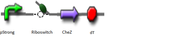 Theophylline Induced chemotaxis3.png
