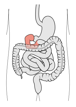 Duodenum.png