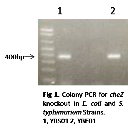1HKU-HKBU colony PCR for CheZ knockout.png