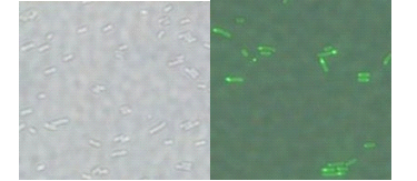 HKU-HKBU polar expression results Salmonella fluorescent.png