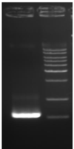 PCR identification of cos site in Therapeutic DNA