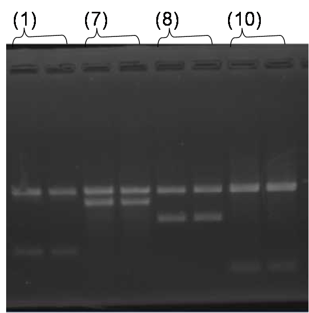 Kyoto 0914 PCR.png