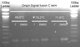 OmpAsignal fusion Nterm.JPG
