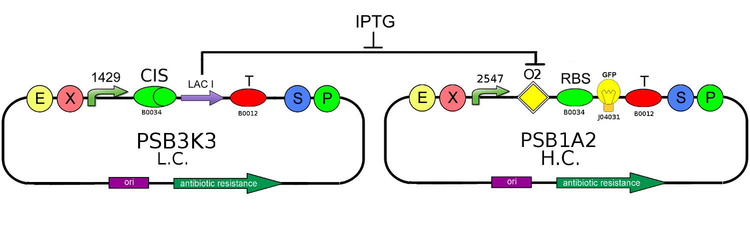 Figure 3 - Genetic Circuit of Fig. 2 in absence of TRANS-repressor