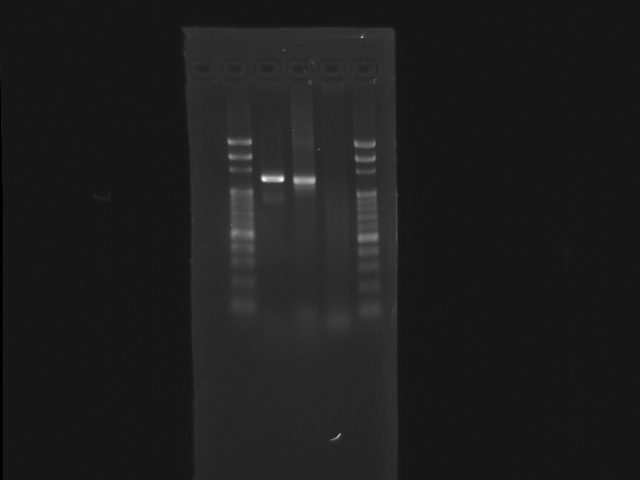 NYMU 2009 09 05 antibody03.PNG