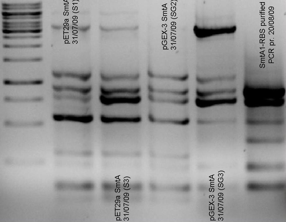 PCR of SmtA - 08september2009.jpg
