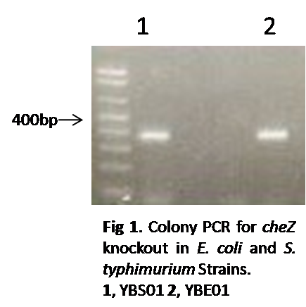 HKU-HKBU colony PCR for CheZ knockout.png