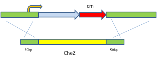 HKU-HKBU speed control protocols recombineering of cheZ.png